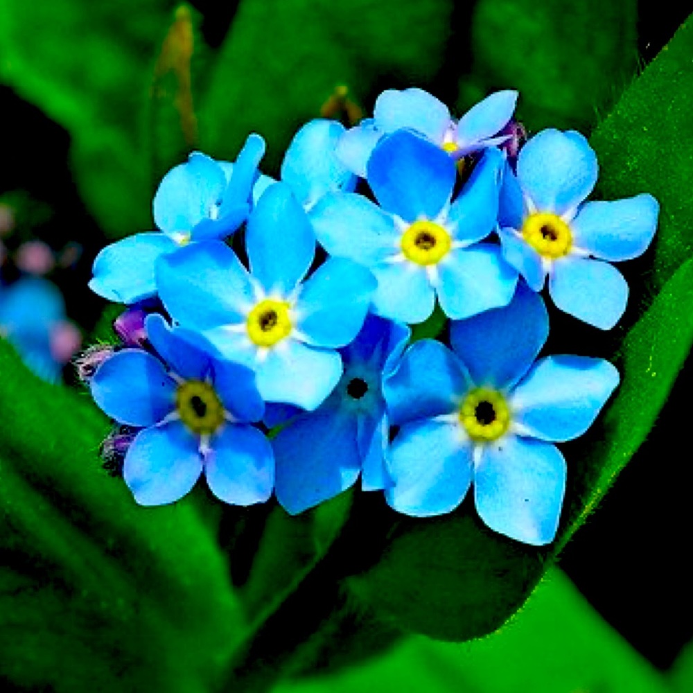 Beautiful  Spring